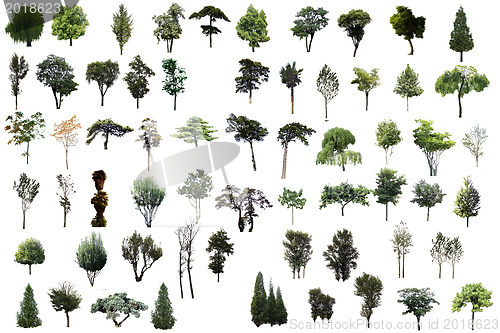 Image of Set of trees isolated on white background. 