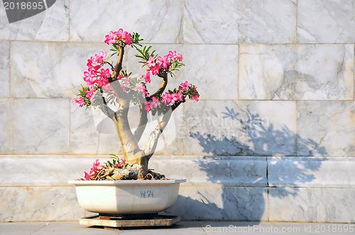 Image of Frangipani, Plumeria, Templetree,Thai flower 