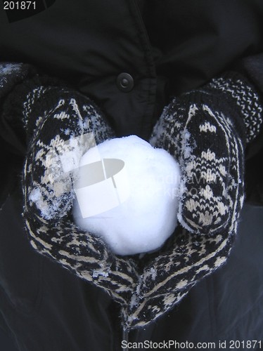 Image of Snowball