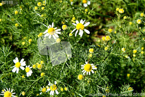 Image of Camomile