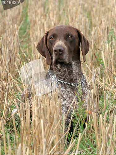 Image of German shorthaired pointer dog 