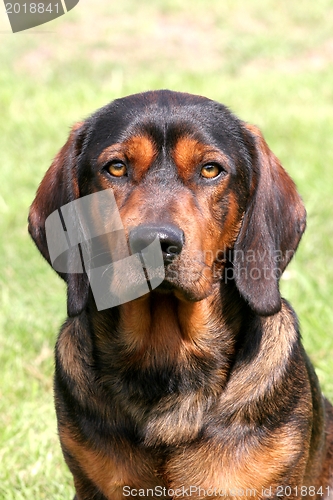 Image of Alpine Dachsbracke dog