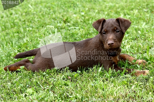 Image of German Hunting Terrier puppy