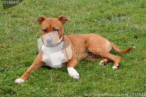 Image of American Staffordshire Terrier