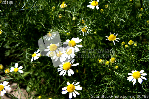 Image of Camomile