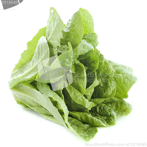 Image of Romaine lettuce