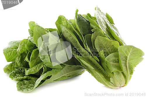 Image of Romaine lettuces