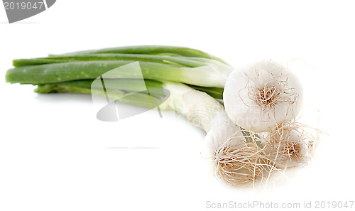 Image of leeks in studio
