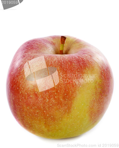 Image of gaia apple