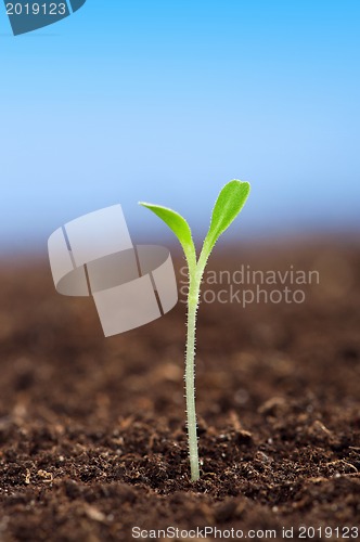 Image of Green seedling