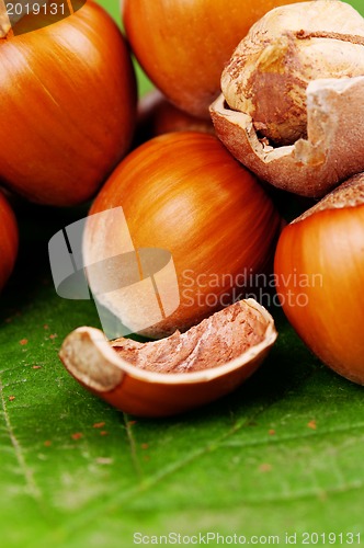 Image of Hazelnut