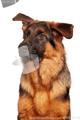 Image of German shepherd