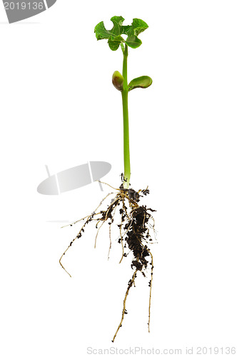 Image of Plant with roots