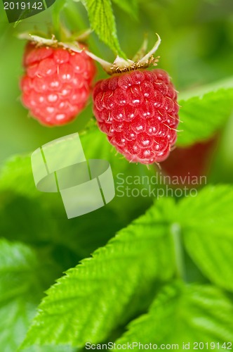 Image of Raspberries