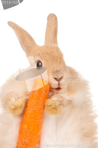 Image of Cute rabbit