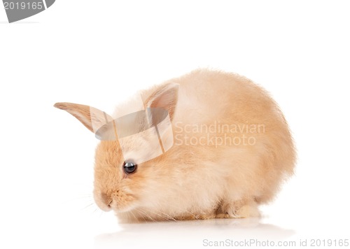 Image of Cute rabbit