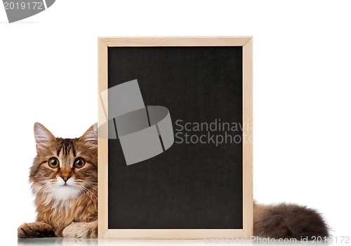 Image of Cat with blackboard