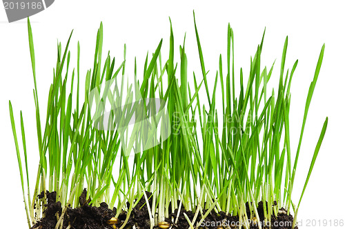 Image of Wheat grass