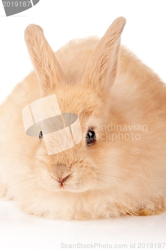 Image of Cute rabbit