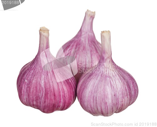 Image of Fresh garlic