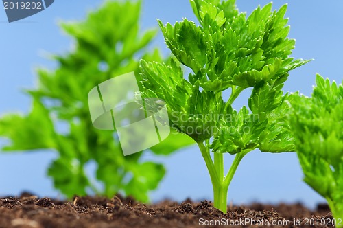 Image of Green seedling