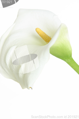 Image of White calla on white