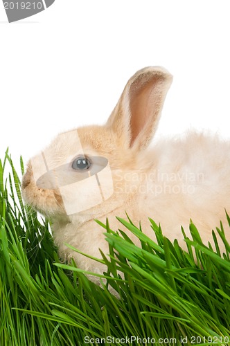 Image of Rabbit in grass