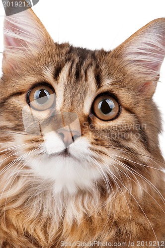 Image of Portrait of cat