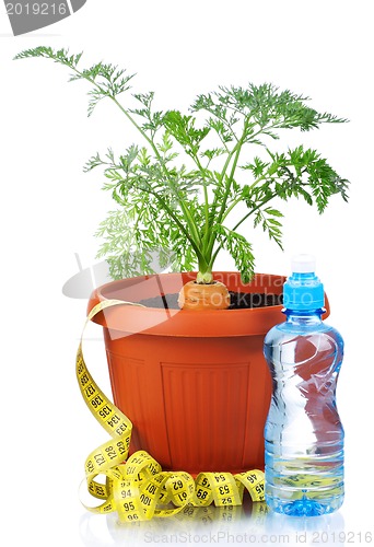 Image of Carrot in plastic pot