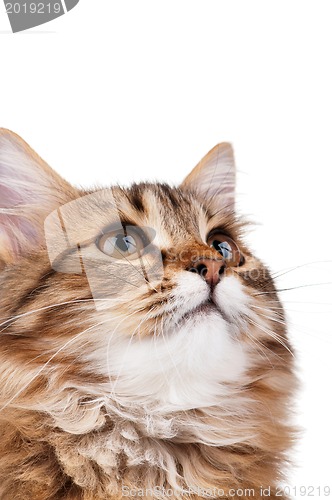 Image of Portrait of cat