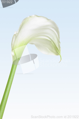 Image of White Calla Lily