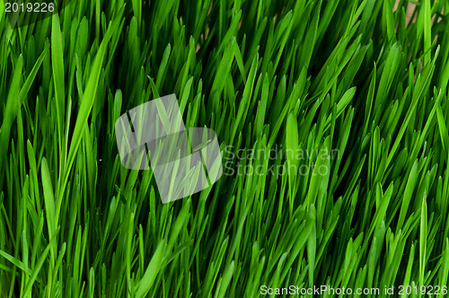 Image of Wheat grass