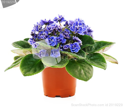 Image of Blossoming violets