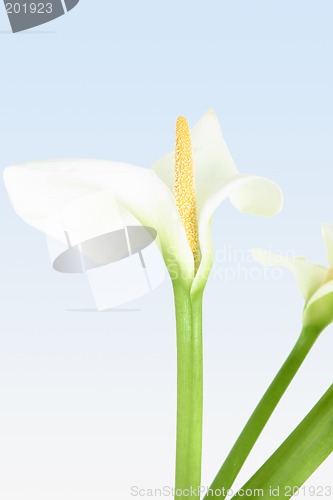 Image of Exquisite Calla