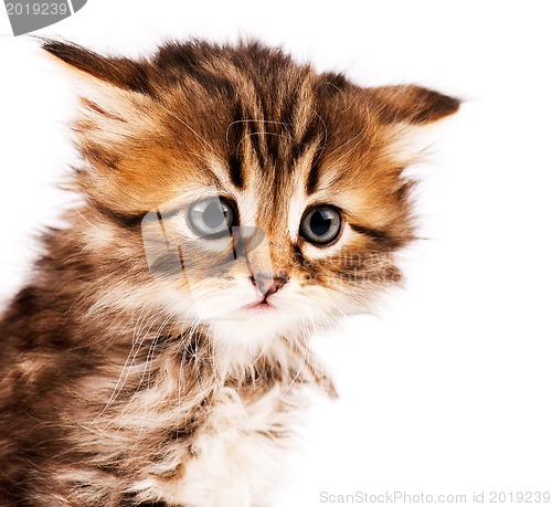 Image of Cute kitten