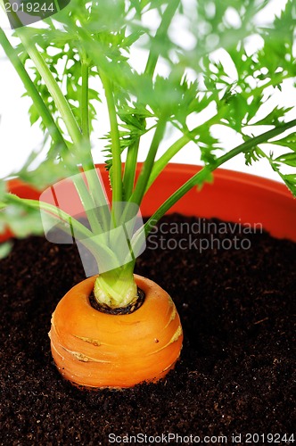 Image of Carrot in plastic pot