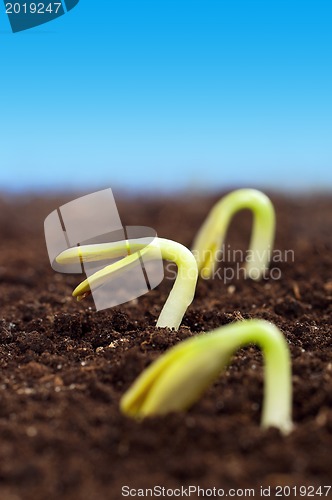 Image of Green seedling