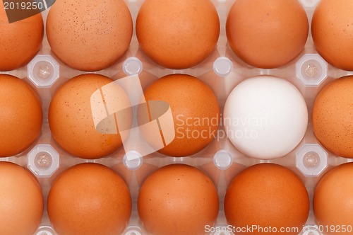 Image of Eggs in box