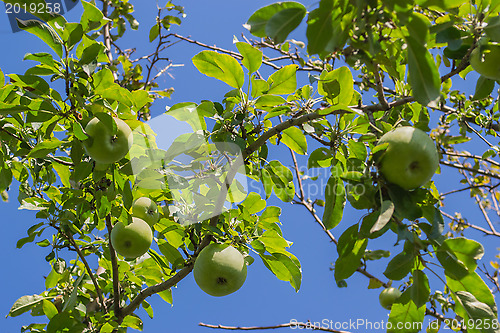 Image of Apples 1