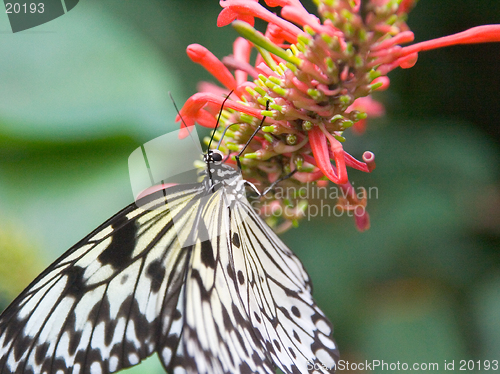 Image of Black and white striped butterfly resting on pink flower