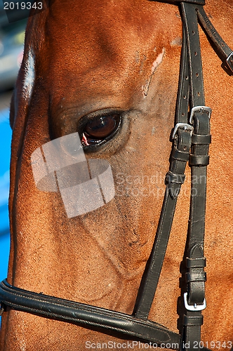 Image of Horse Closeup