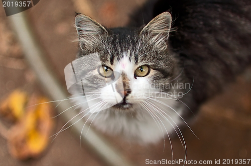 Image of Rural Cat