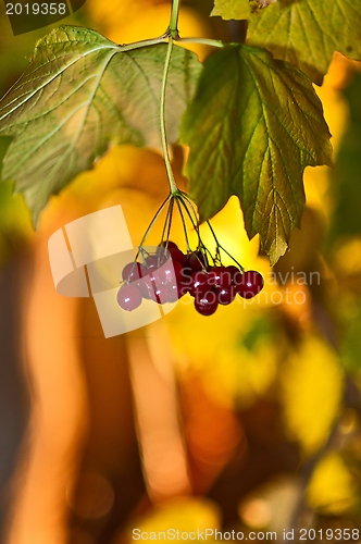 Image of Guelder-rose Red