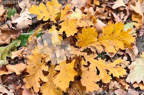Image of Autumn Oak Leaves