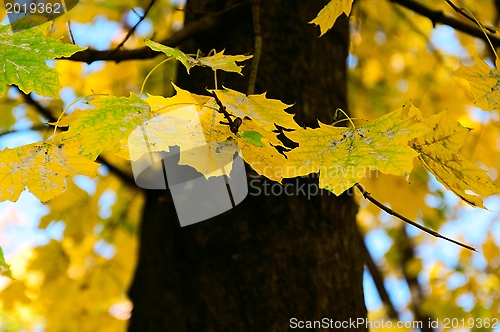 Image of Autumn Comes