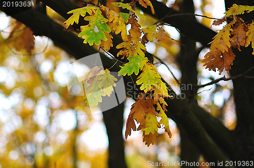 Image of Autumn Oak Leaves