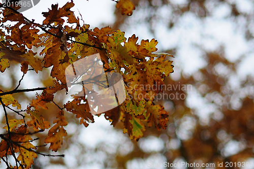 Image of Oak Leaves and Bokeh