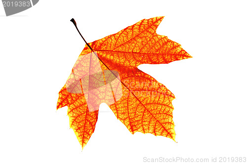 Image of Red Leaf Isolated