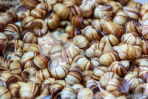 Image of Snail shells