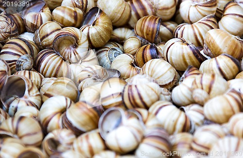 Image of Snail shells